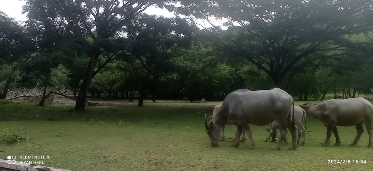 SUNYI: Sisi lain yang didapatkan saat mengunjungi kebun neraka yang ada di Bendungan Pengga.