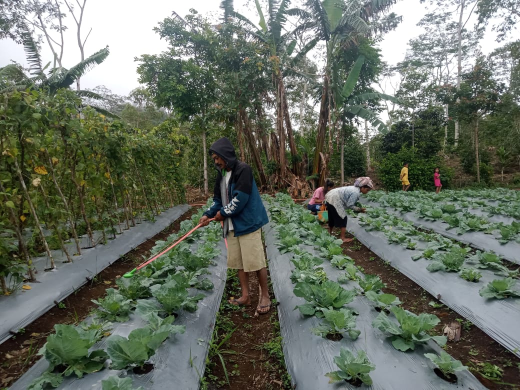 Masyarakat Poco Leok aktif menanam sayur mayur dengan hasil panen yang berkualitas dan bernilai tinggi.