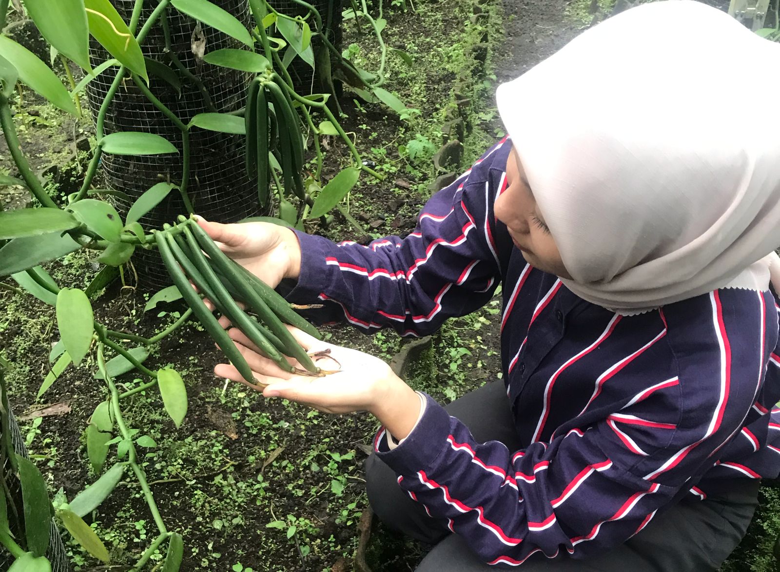 Inilah buah dari vanili organik yang siap panen di Sajang, Sembalun, Kabupaten Lombok Timur.