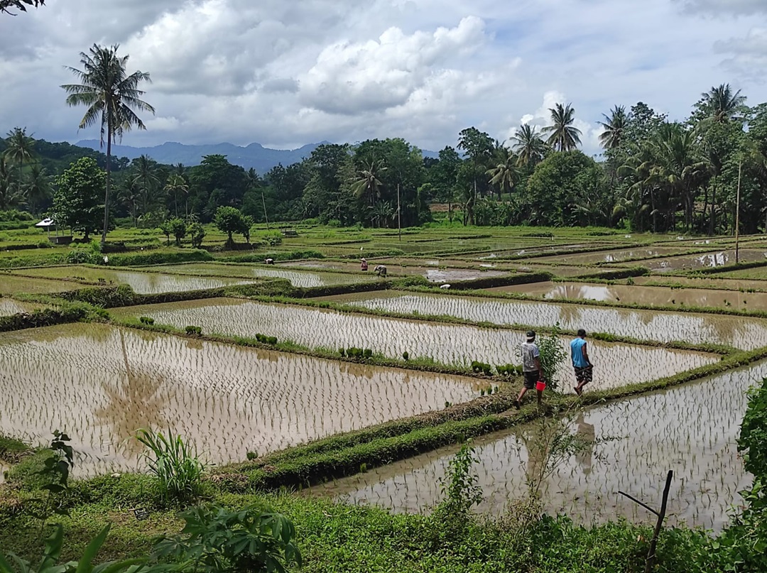 MUSIM TANAM: Sejumlah lahan sawah di Lombok Utara yang memasuki musim tanam, beberapa waktu lalu.