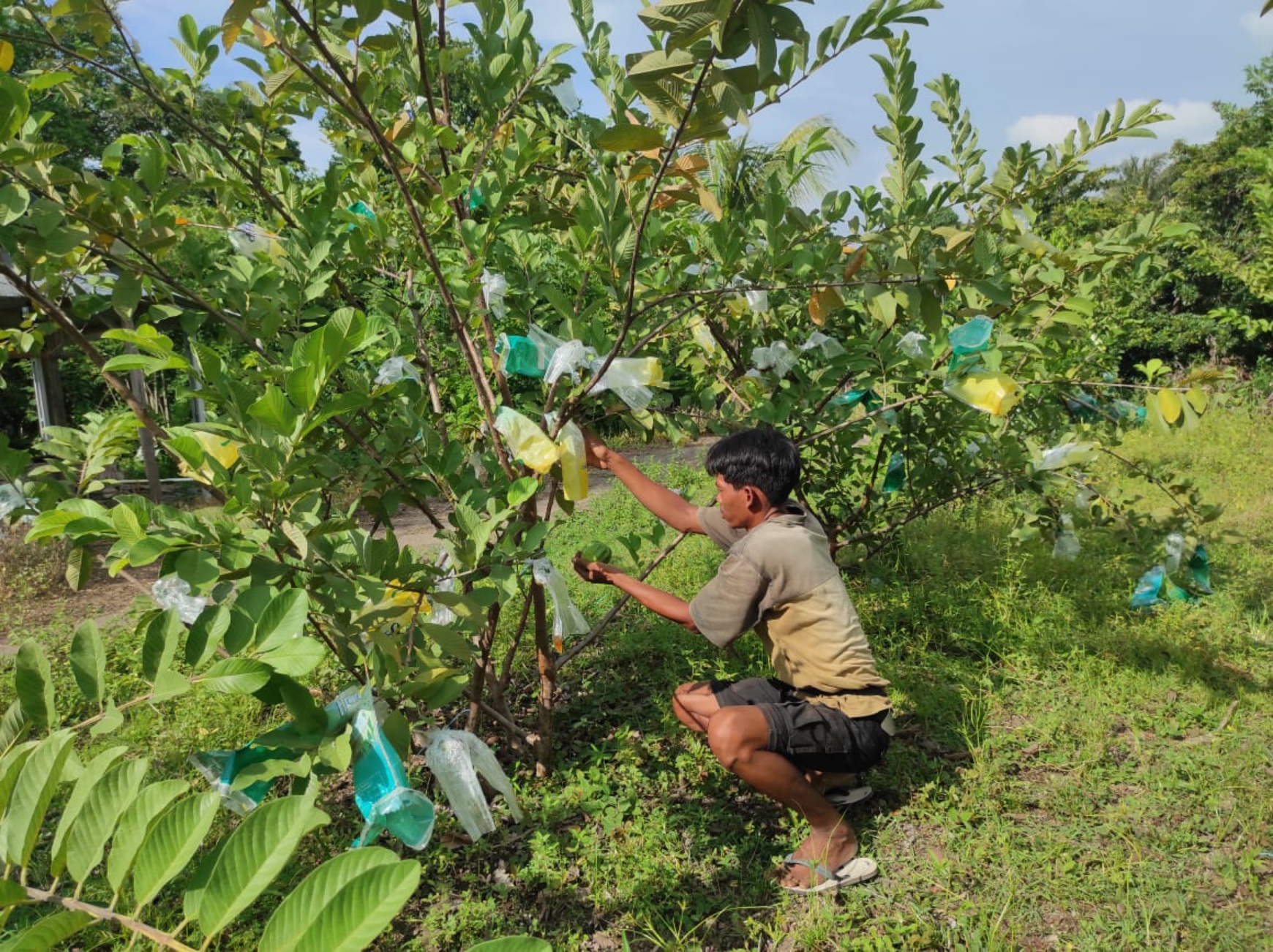 PANEN JAMBU: Pembudi daya jambu kristal, Jemi Bahari memetik buah jambu kristal yang matang, di kebun miliknya di Desa Bentek, Kecamatan Gangga, belum lama ini.