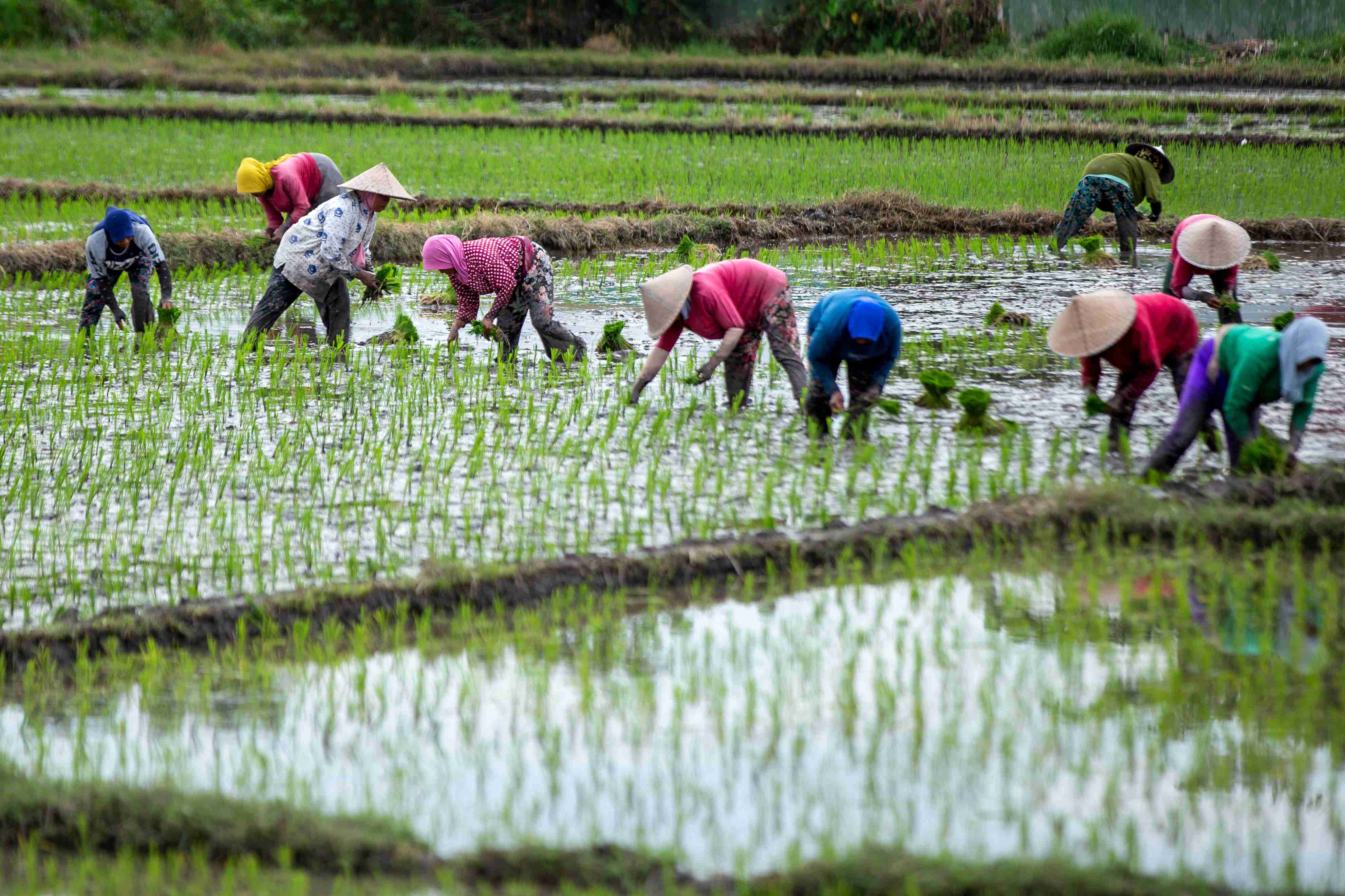 Musim hujan saat ini membuat ketersediaan air cukup tinggi untuk proses penanaman tanaman padi. Namun, ada prediksi bahwa penurunan produksi akan terjadi di musim panen raya tahap pertama.