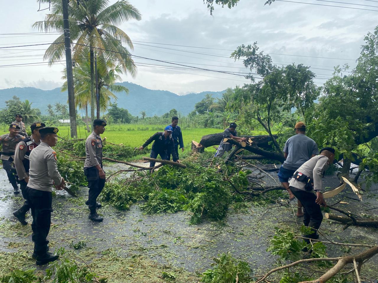 Personel Samapta Polres Loteng bersama warga bahu membahu mengevakuasi pohon tumbang yang sempat menutup jalan bypass di Desa Labulia, Kecamatan Jonggat, Senin (11/3).