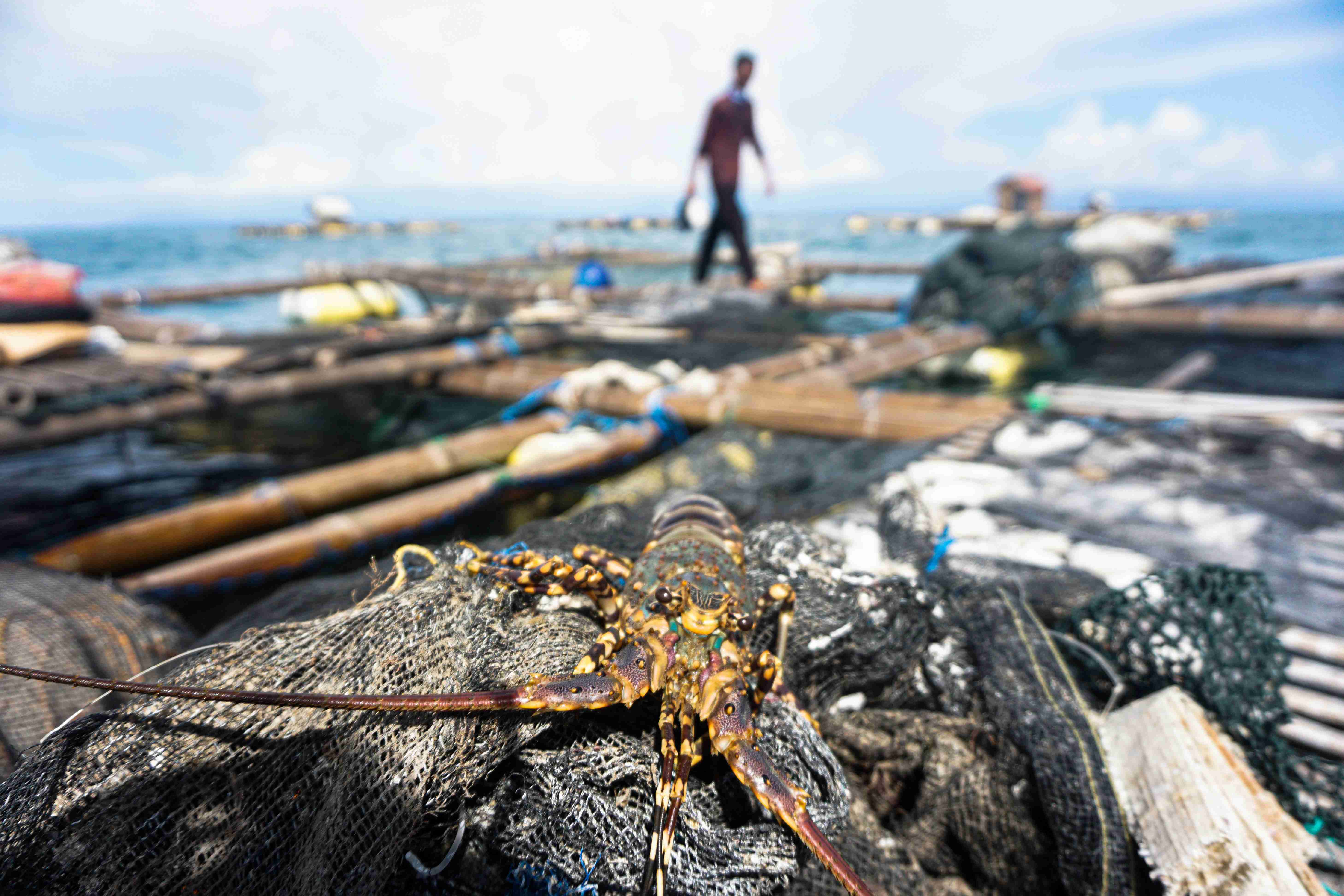 EKONOMI TINGGI: Lobster menjadi salah satu komoditi ekonomis penting yang menjadi salah satu kekuatan perekonomian indonesia.