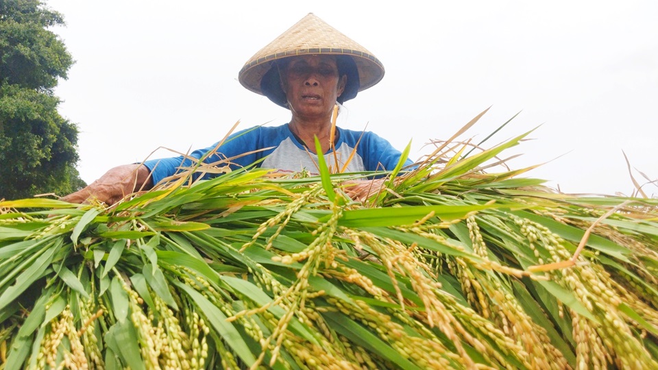 MULAI PANEN: Sumenah mengumpulkan batang-batang padi yang sudah panen di ladang sawah miliknya di Dusun Montong Terep, Desa Bonder, Kecamatan Praya, Jumat (15/3) lalu.