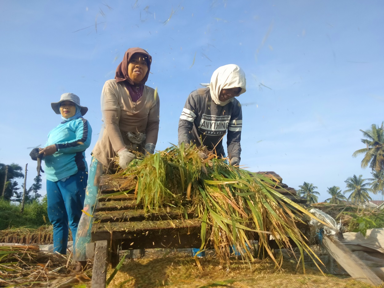 PANEN: Buruh Tani saat memanen padi di Lahan salah seorang petani di Kecamatan Sakra, Lotim, belum lama ini.