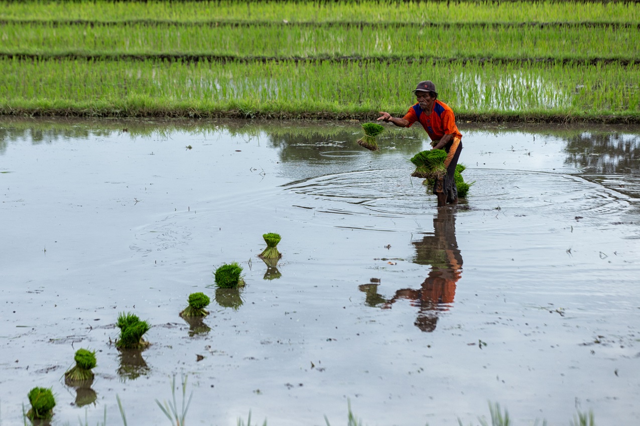 TINGKATKAN PRODUKSI: Lahan persawahan tadah hujan membutuhkan sentuhan kebijakan yang progresif, salah satunya pompanisasi, agar dapat memproduksi lebih banyak gabah. (FOTO: IVAN/LOMBOK POST)