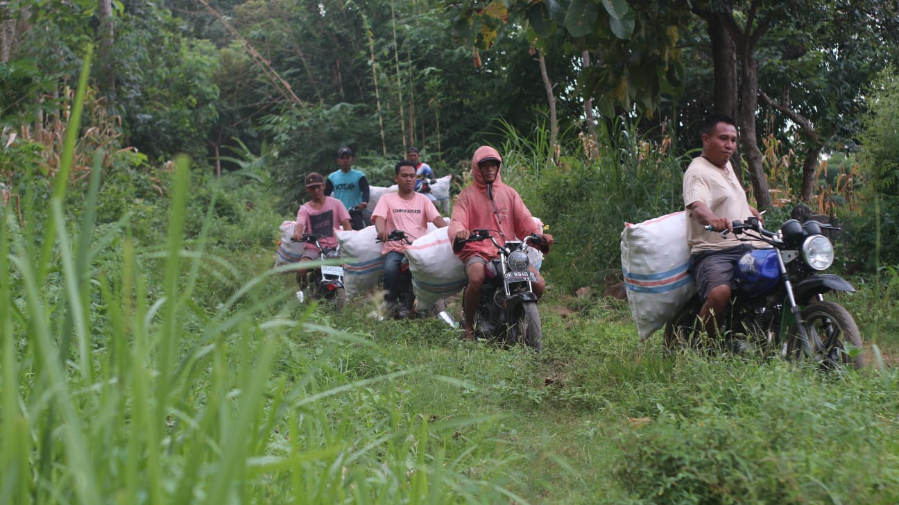 ANGKUT: Kelompok Ojek Jagung dan Gabah di Desa Perigi ,Kecamatan Suela Lombok Timur (Lotim) saat mengangkut jagung dari sawah milik seorang petani di perbukitan menuju rumahnya.