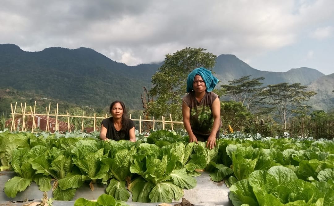 Dua anggota kelompok tani perempuan yang membudidayakan tanaman hortikultura di Poco Leok.