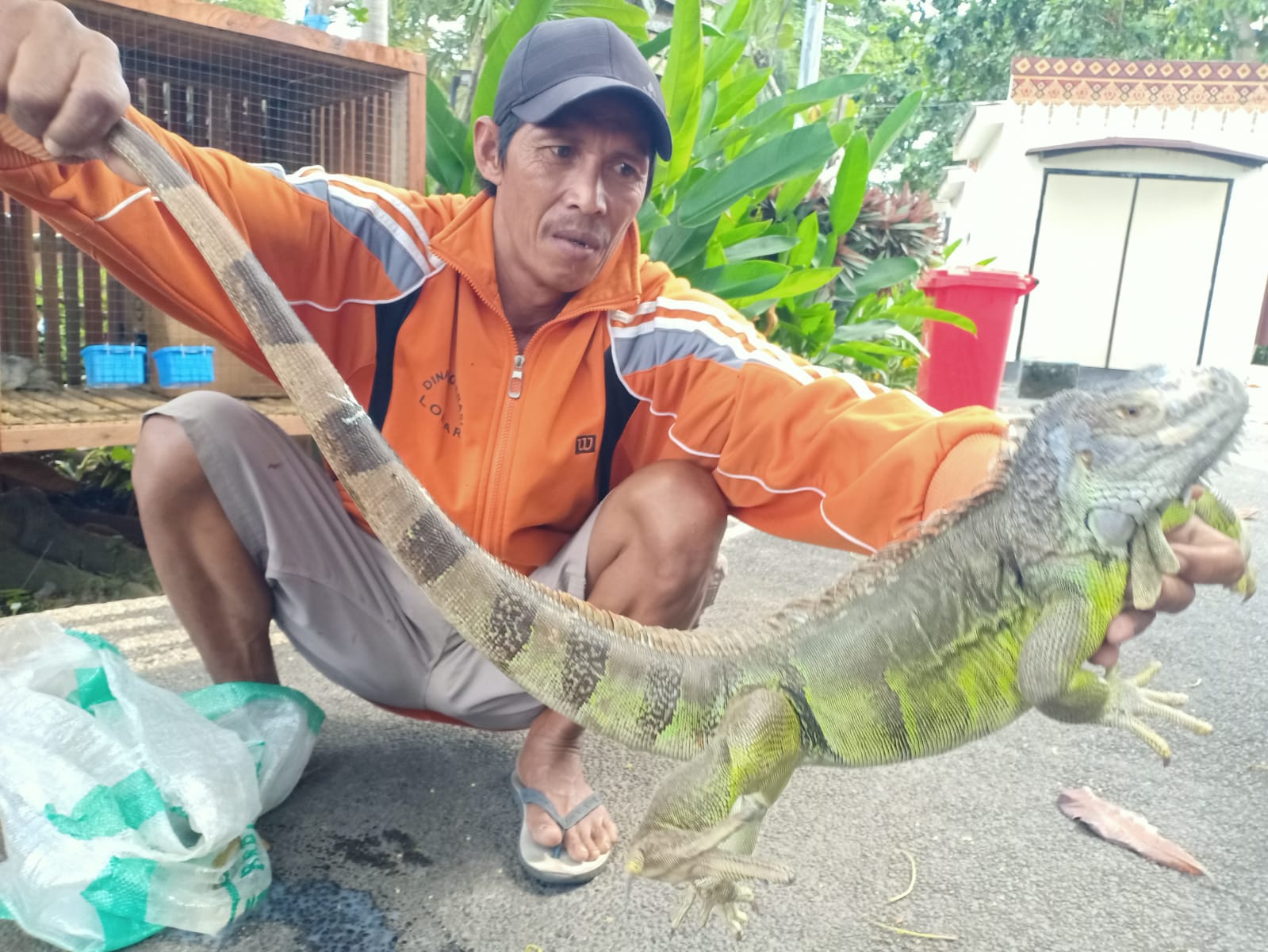BESAR: Tamrin memperlihatkan koleksi iguana milik mini zoo taman Loang Baloq, Kota Mataram.