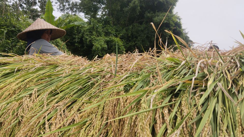 Tumpukan batang padi yang dipanen petani di Desa Montong Terep, Kecamatan Praya, beberapa waktu lalu.