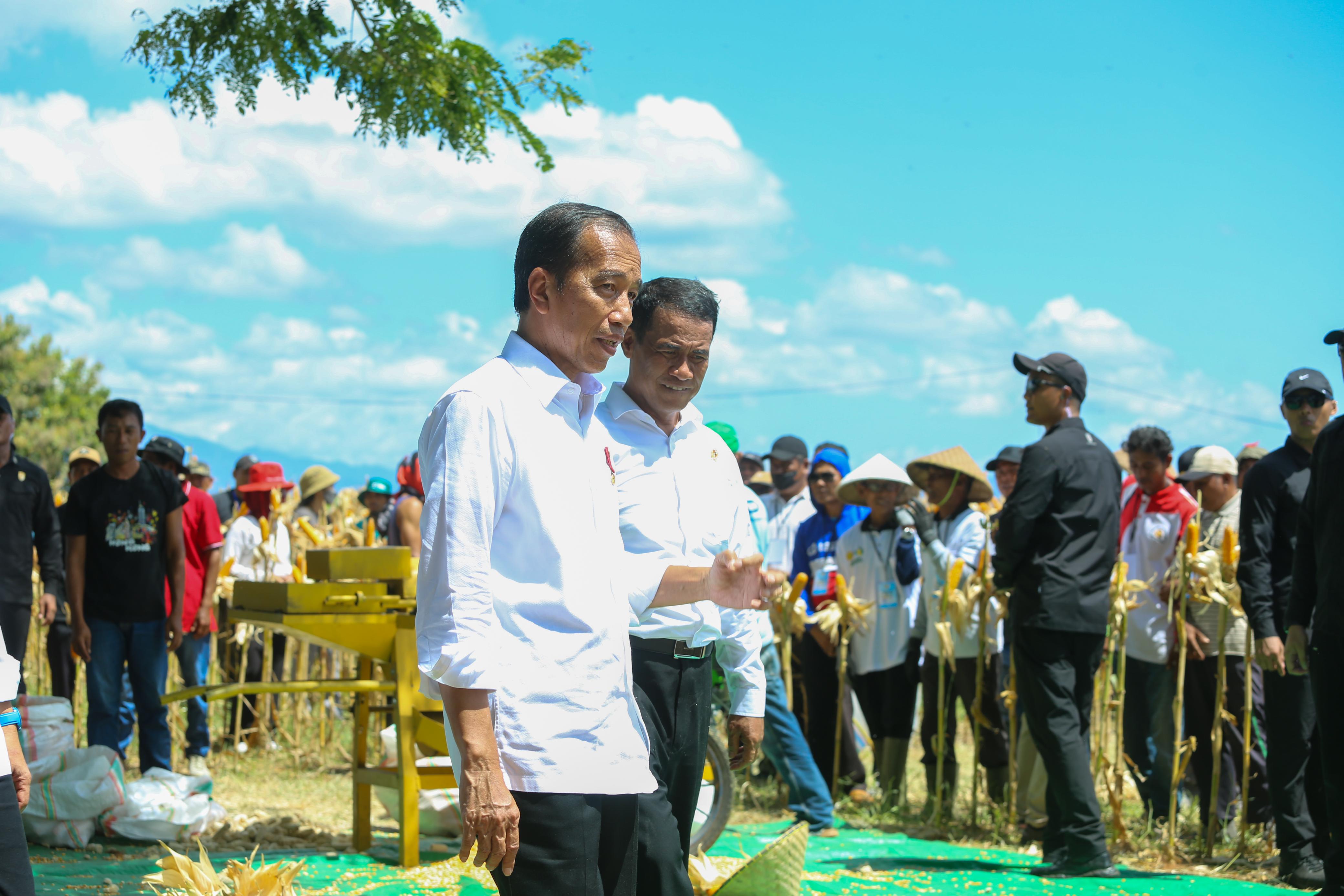 PANEN RAYA JAGUNG: Presiden Joko Widodo memantau panen raya jagung di Samota, Sumbawa, kemarin.