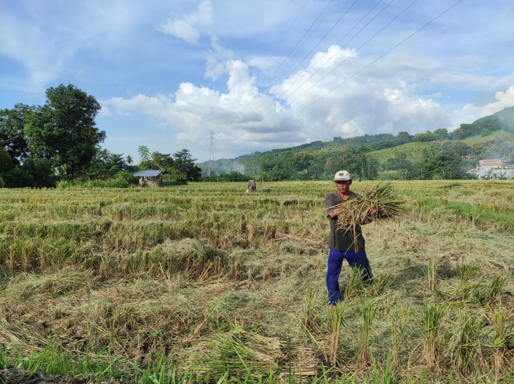 SELESAI PANEN: Salah seorang petani NTB yang tengah membereskan sisa panen padi di sawahnya, belum lama ini.