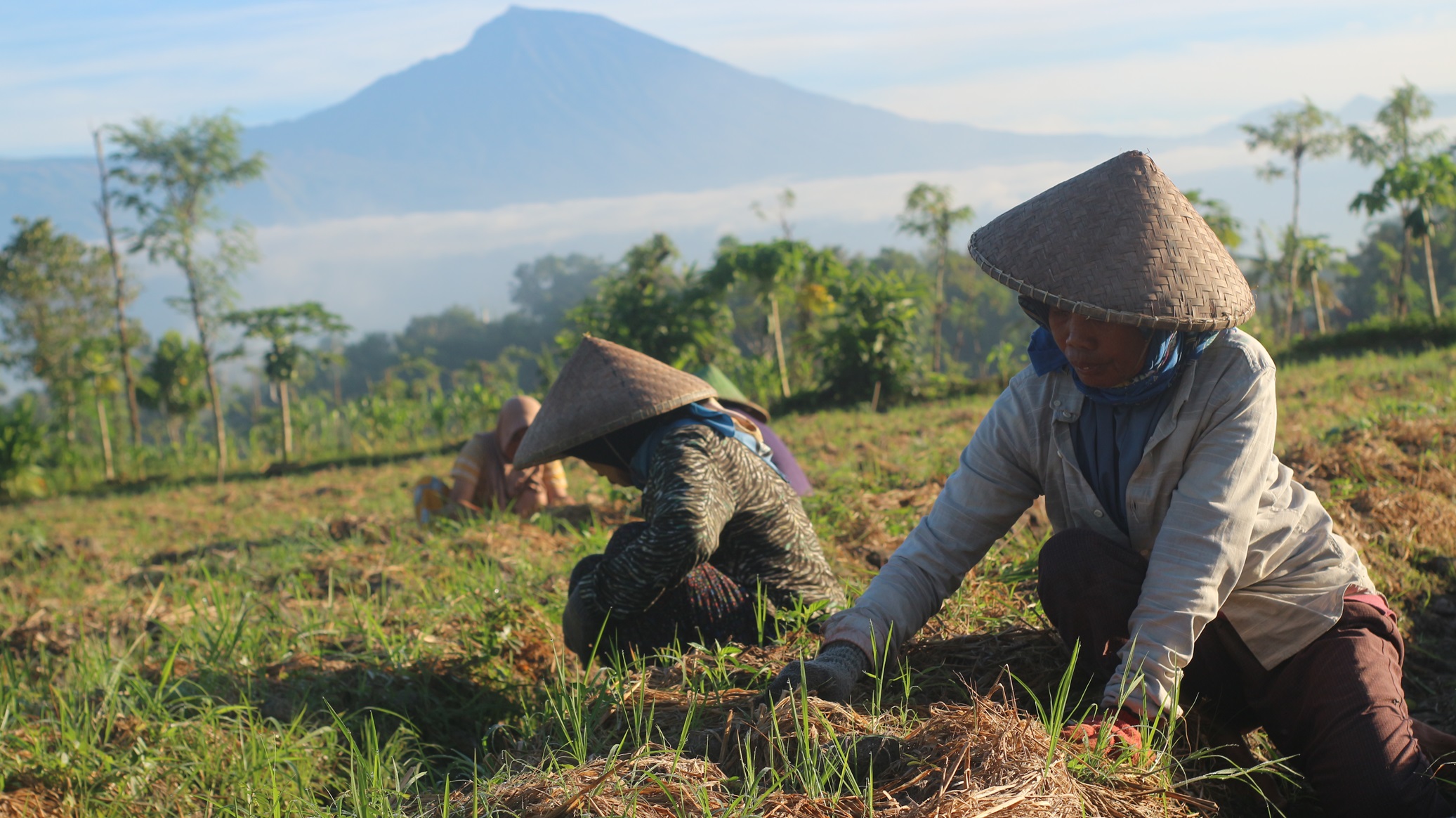 KERJA: Ibu Sawiah saat bekerja untuk mencabut rumput di sela tanaman cabai&nbsp;di lahan pertanian milik salah seorang petani di Kecamatan Sakra. (FOTO: SUPARDI/LOMBOK POST)