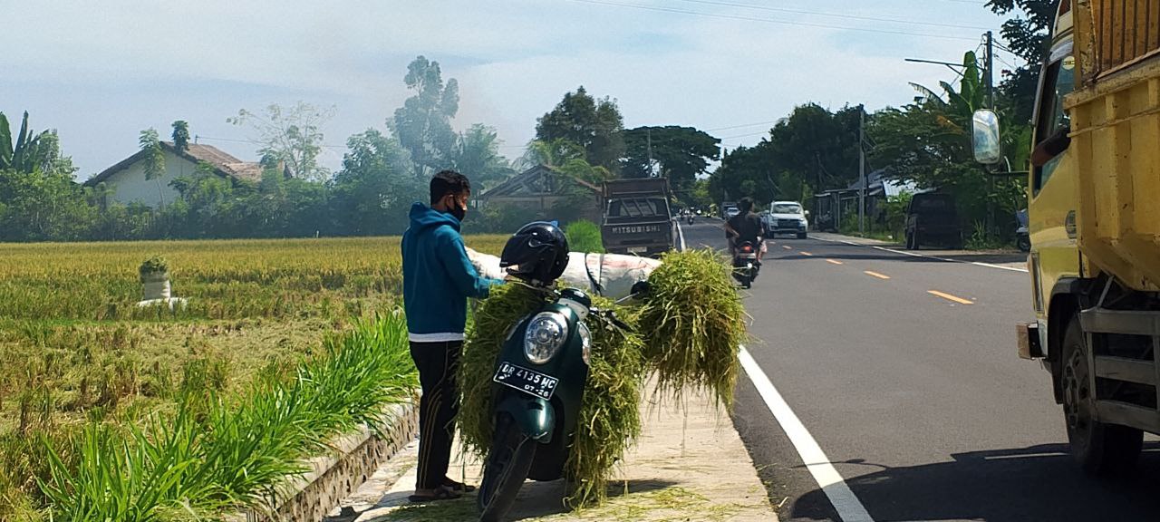 PANEN: Beberapa petani saat panen di Kecamatan Gangga, beberapa hari lalu.(NURUL/LOMBOK POST)
