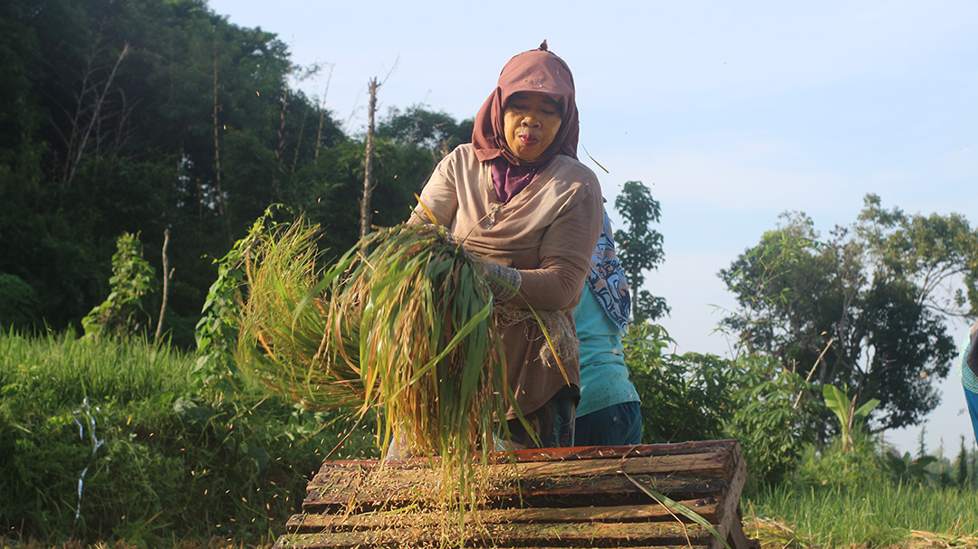 PANEN: Buruh Tani di Lombok Timur (Lotim) saat panen padi di sawah milik seorang petani di di Kecamatan Sakra.(DOK/LOMBOK POST) 