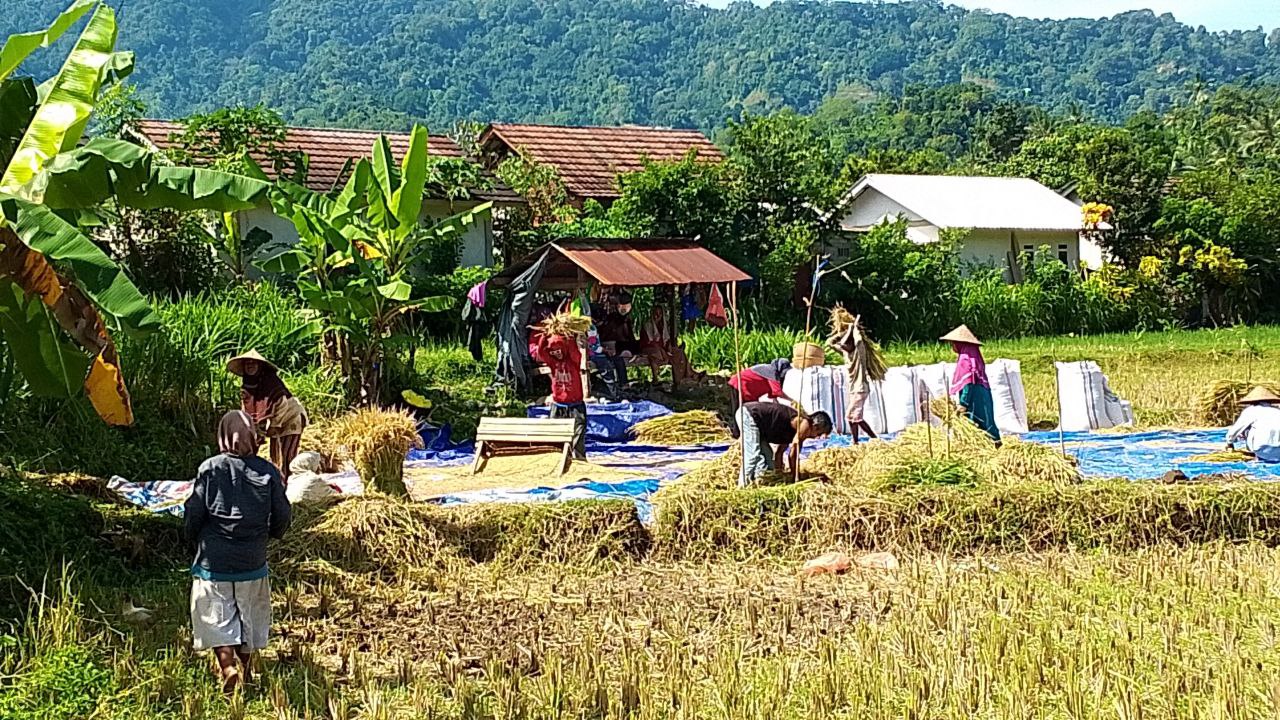 PANEN PADI: Beberapa petani baru saja melakukan panen di lahan yang dikelola di Kecamatan Pemenang, beberapa hari lalu.(NURUL/LOMBOK POST)