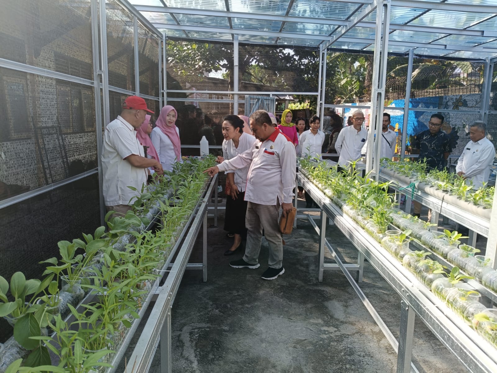 GREEN HOUSE: Sejumlah guru melihat sayur pakcoy dan kangkung di green house SMAN 4 Mataram. (SMANCA FOR LOMBOK POST)
