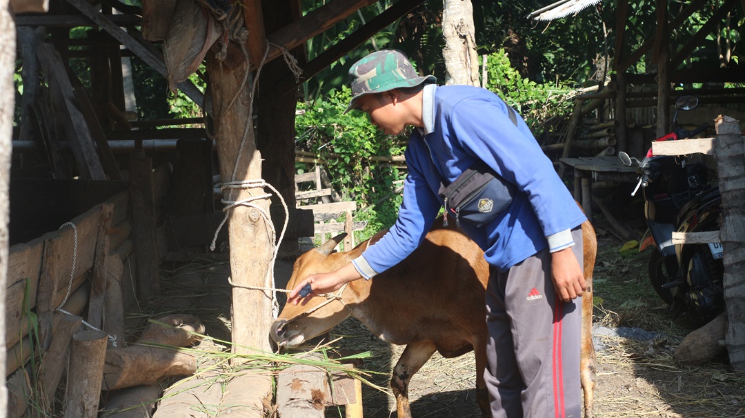 PERIKSA: Ketua Kelompok Ternak Saling Kangen saat memberikan makan sapi miliknya  di kandang kelompok ternak, Rabu (29/5).(SUPARDI/LOMBOK POST)