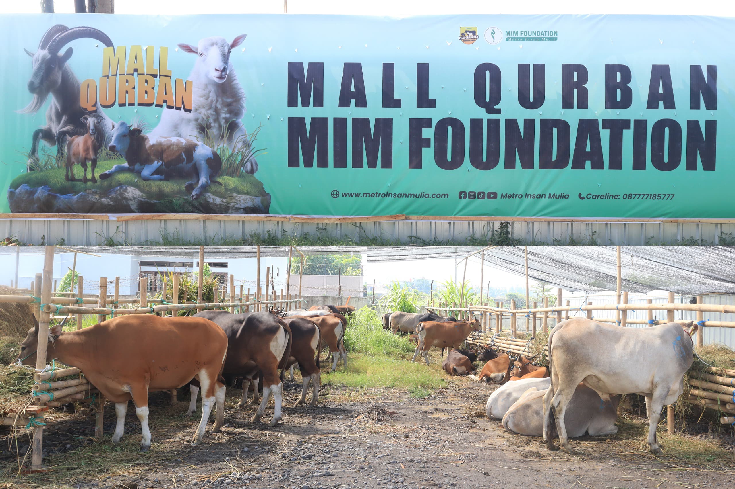 SILAHKAN DIPILIH: Beberapa hewan kurban di Mall Qurban MIM Foundation yang siap ditawarkan ke para pembeli.(Istimewa)