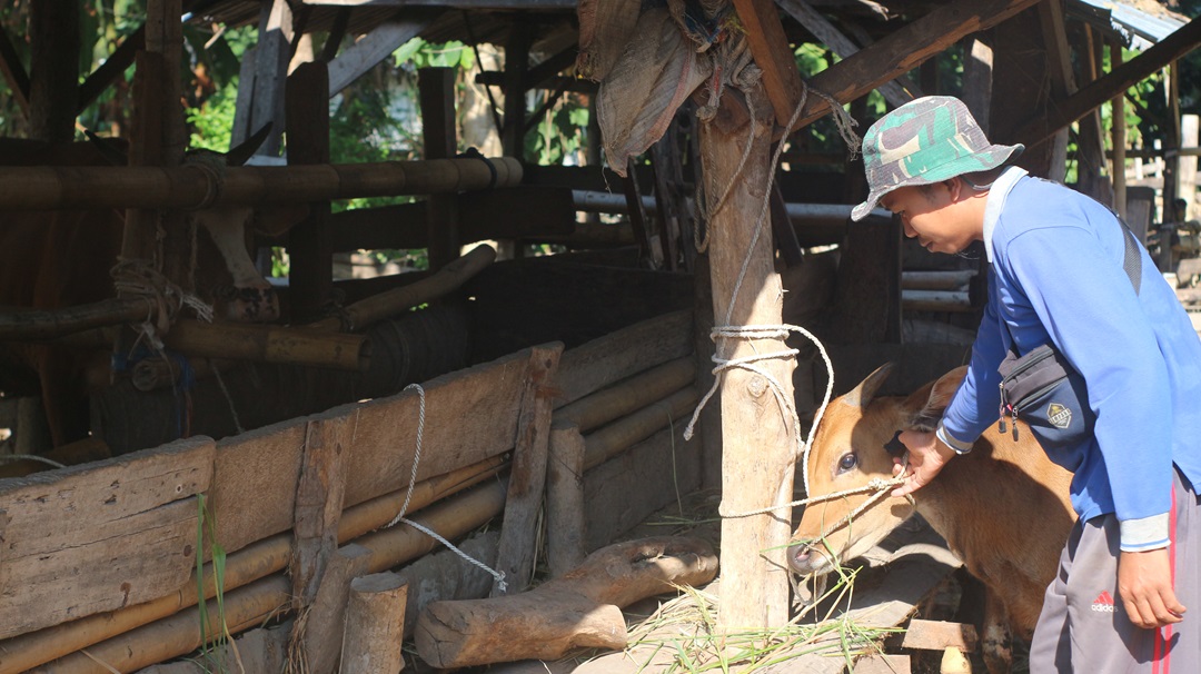 MAKAN: Sapi ternak milik seorang peternak asal Desa Pringgasela Timur, sedang makan di kandang kelompok ternak.(SUPARDI/LOMBOK POST)