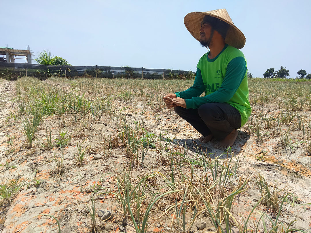 MATI: Salah seorang petani di Desa Tirtanadi, Kecamatan Labuhan Haji saat memperlihatkan tanaman bawang miliknya yang mati karena terdampak limbah galian C yang dibuang ke sungai.(DOK/LOMBOK POST)