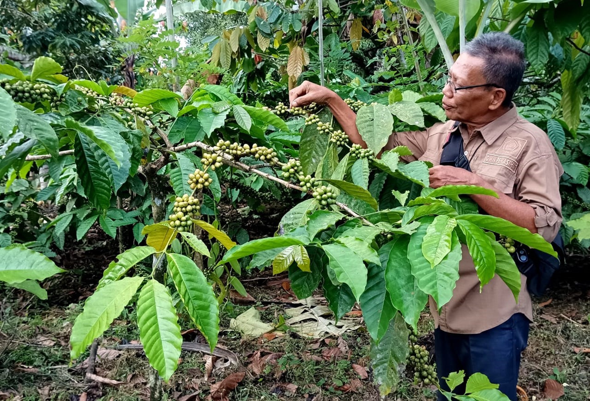 PRODUKSI MENURUN: Seorang petani menunjukkan kopi di kebunnya, beberapa waktu lalu. (IST/LOMBOK POST)