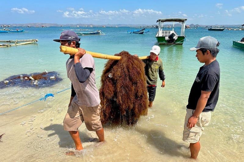 MASIH MANUAL: Nelayan di pesisir Pantai Teluk Ekas Buana, Kecamatan Jerowaru, Lombok Timur memanen rumput laut. Di sini ada tempat budi daya dengan sistem pengelolaan modern. (IST LOMBOK POST)