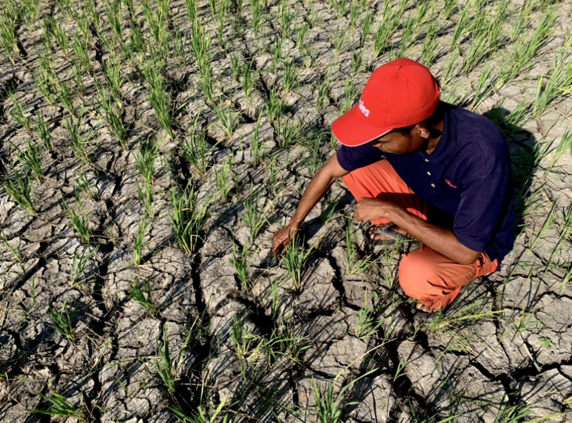 MERANA: Seorang petani sedang duduk diatas sawah yang terdampak kekeringan di Kuripan, beberapa waktu lalu. (CHIA/LOMBOK POST)