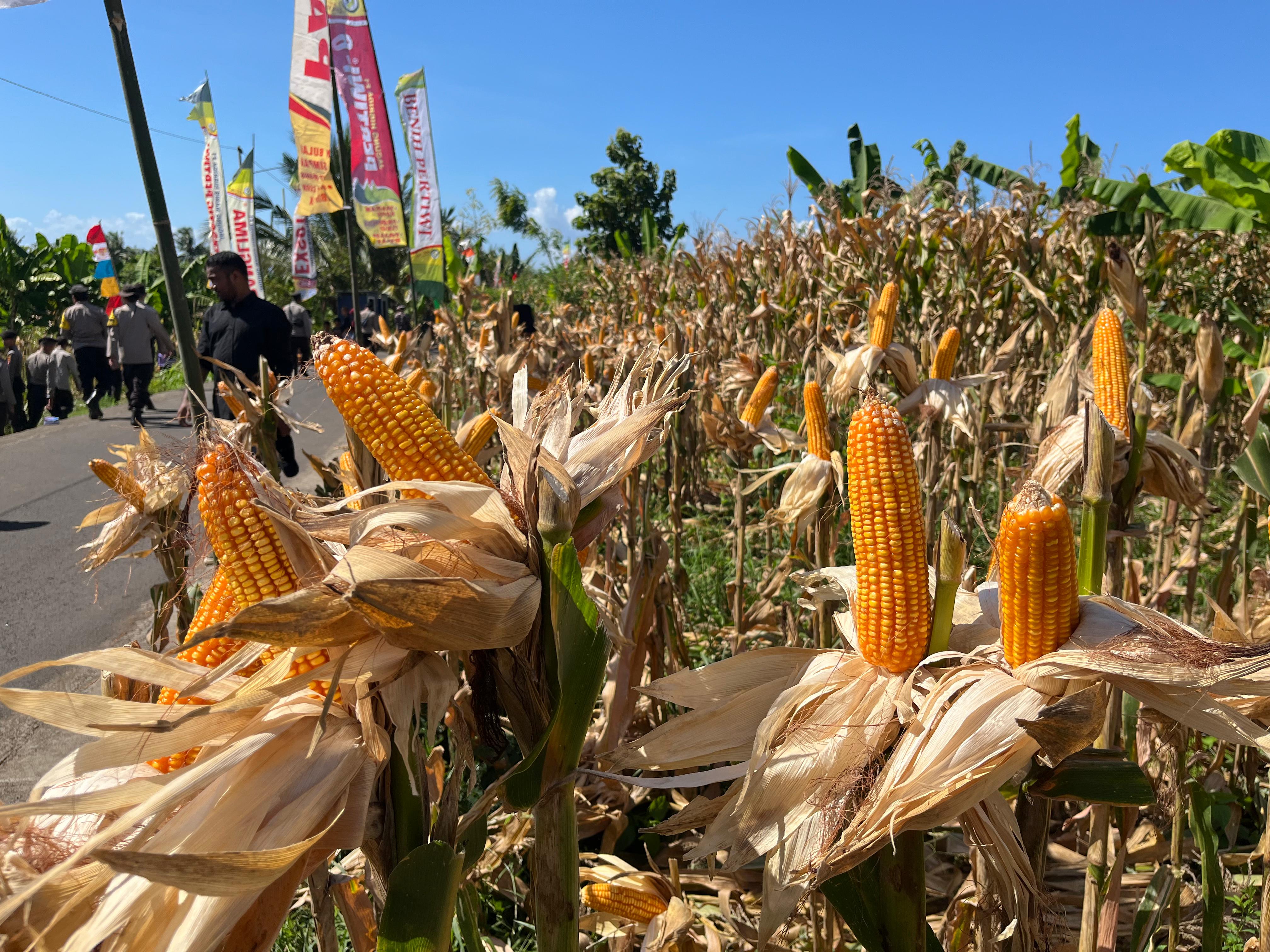 BAHAN PANGAN: Panen Jagung masih melimpah terutama di Pulau Sumbawa, karenanya Pemerintah optimalkan sekaligus meningkatkan jumlah target serapan hasil panen petani.(YUYUN/LOMBOK POST)