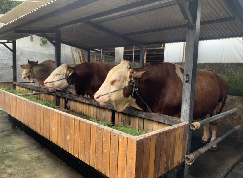 HEWAN KURBAN: Kondisi sapi yang ada di salah satu kandang di wilayah Gerung, Lombok Barat terpantau baik.(CHIA/LOMBOK POST)