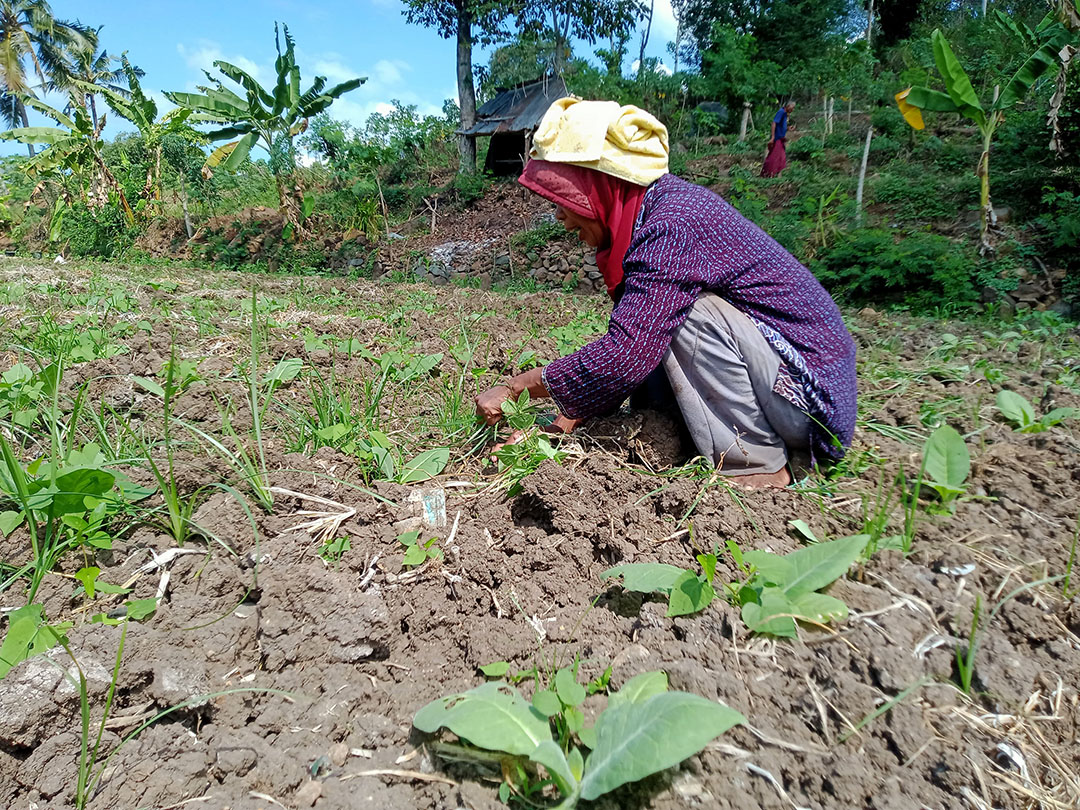 CABUT: Salah seorang petani tembakau Virginia di Kecamatan Sakra saat mencabut rumput yang tumbuh di sekitar tanaman tembakau. (SUPARDI/LOMBOK POST)