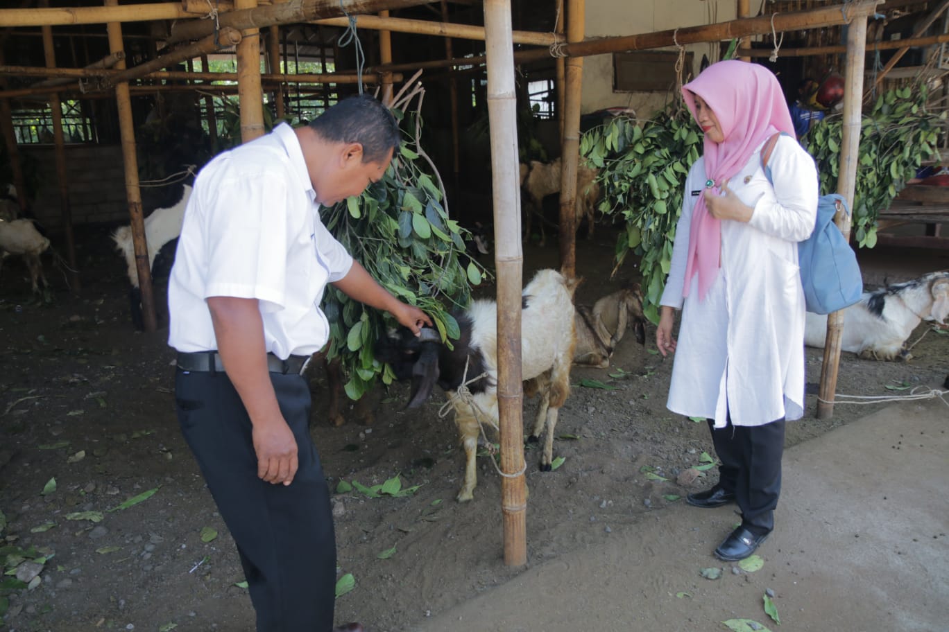 PASTIKAN HEWAN SEHAT: Petugas Dinas Pertanian mengecek kondisi hewan kurban di salah satu pengepul di wilayah Mataram, kemarin (12/6).(HARLI/LOMBOK POST)