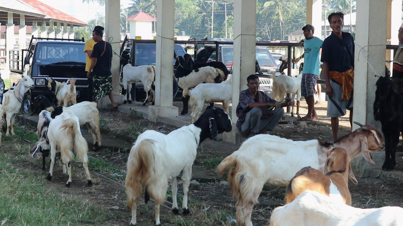 Puluhan kambing untuk hewan kurban disiapkan kelompok peternak pada hari raya Idul Adha di Lombok Tengah.
