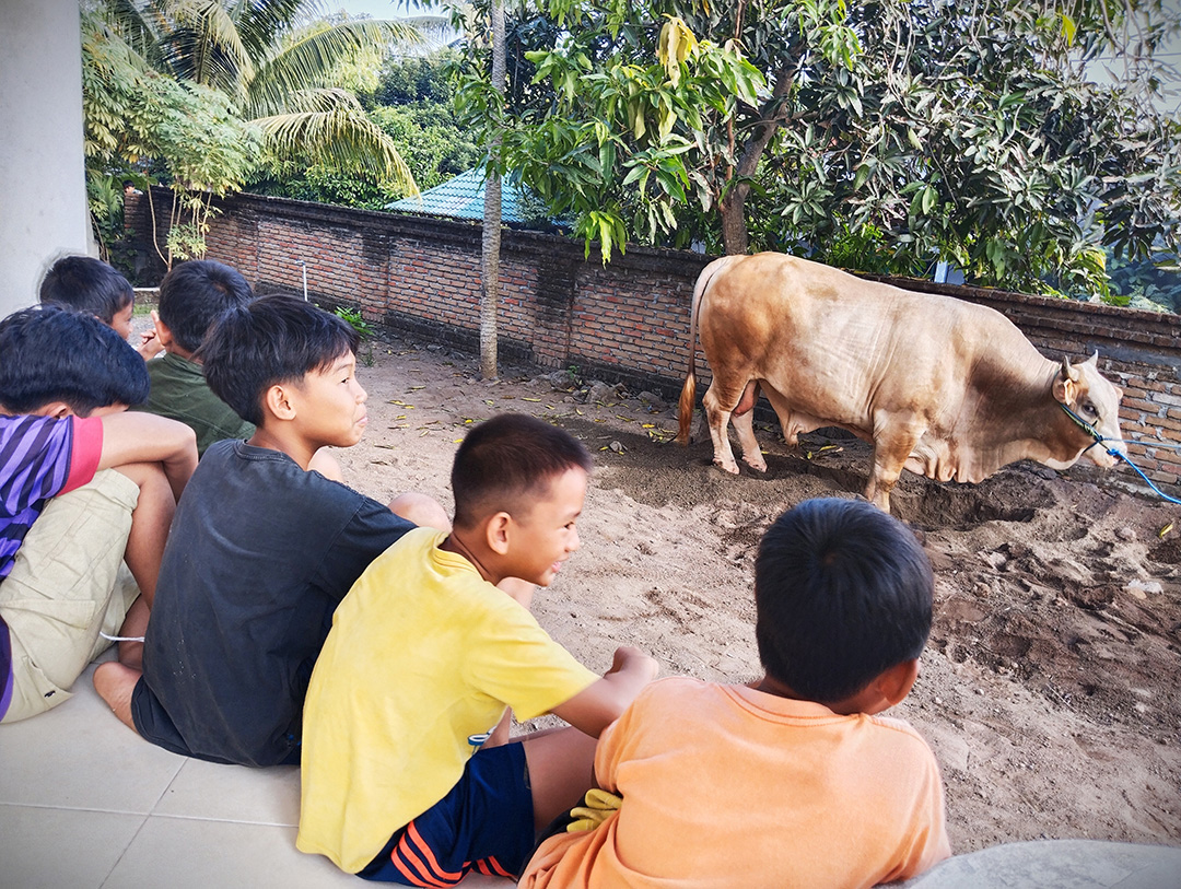 JADI TONTONAN: Inilah penampakan si Joned sapi jenis Brahmana Cross (BX) menjadi hewan kurban dari Presiden RI Joko Widodo yang dibagikan kepada ribuan warga di Lombok Tengah. (Dewi/Lombok Post)