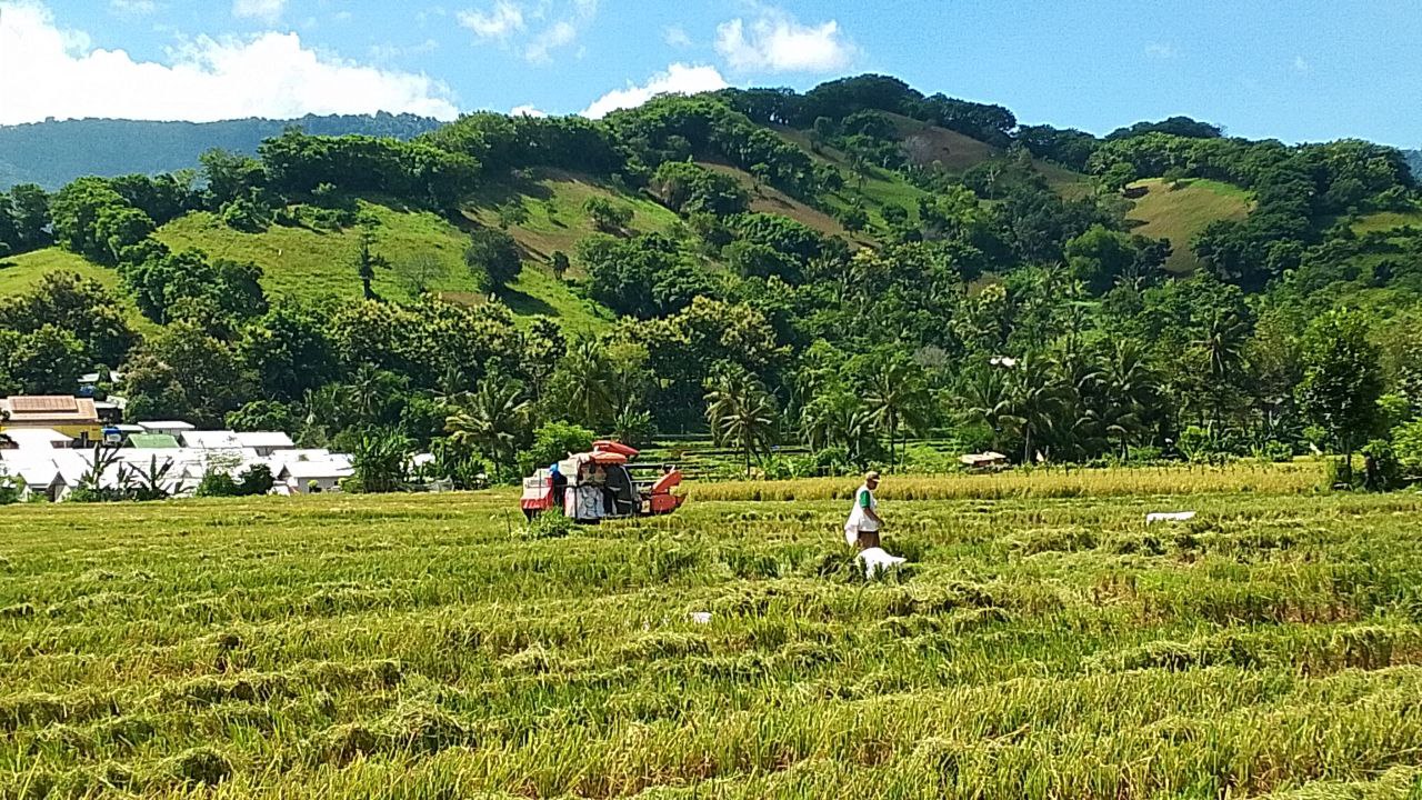 PANEN: Seorang petani saat memanen lahan pertaniannya di Gangga, beberapa hari lalu. (NURUL/LOMBOK POST)