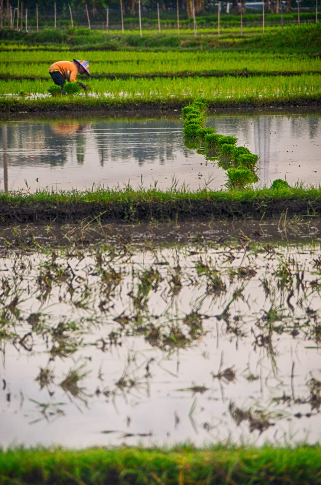 TUNJANG PERTUMBUHAN EKONOMI: Seorang petani sedang menanam padi di sawahnya. Pemerintah akan mendorong sektor pertanian berkelanjutan melalui sistem irigasi. (IVAN/LOMBOK POST)