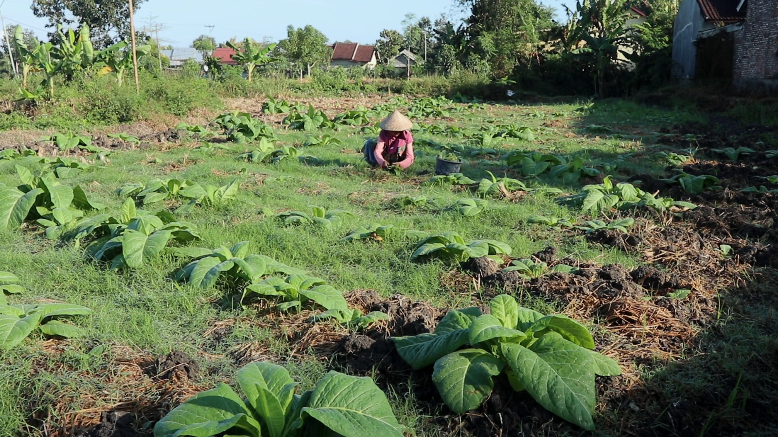 TOLONG DIPERHATIKAN: Aktivitas petani tembakau saat merawat tanamannya di Desa Pejanggik, Kecamatan Praya Tengah, Loteng, belum lama ini. (FOTO: Dewi/Lombok Post)