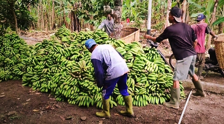 PANEN: Tumpukan pisang yang dipanen Kelompok Tani Cahaya Muda Milenial (CMM) di Dusun Monggal Bawah. (IST/LOMBOK POST)