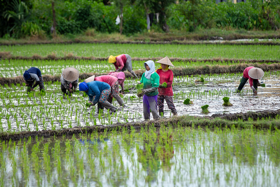 LSD BERPOTENSI SEMAKIN SEMPIT: Sejumlah petani menanam di sawahnya, beberapa waktu lalu. Kawasan LSD bakal diusulkan diubah. (IVAN/LOMBOK POST)