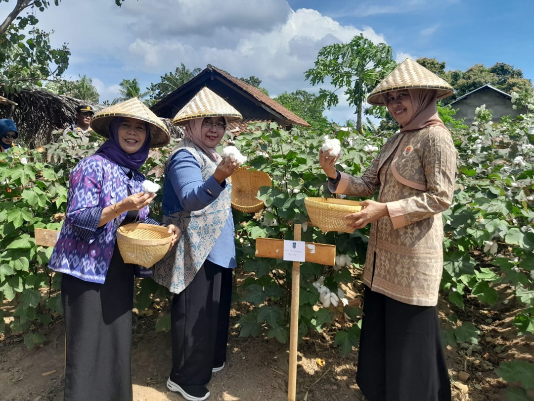 PANEN KAPAS: Suasana panen kapas yang dilakukan di Dusun Gumesa Timur, Desa Giri Tembesi, Lombok Barat, belum lama ini.(IST/LOMBOK POST)