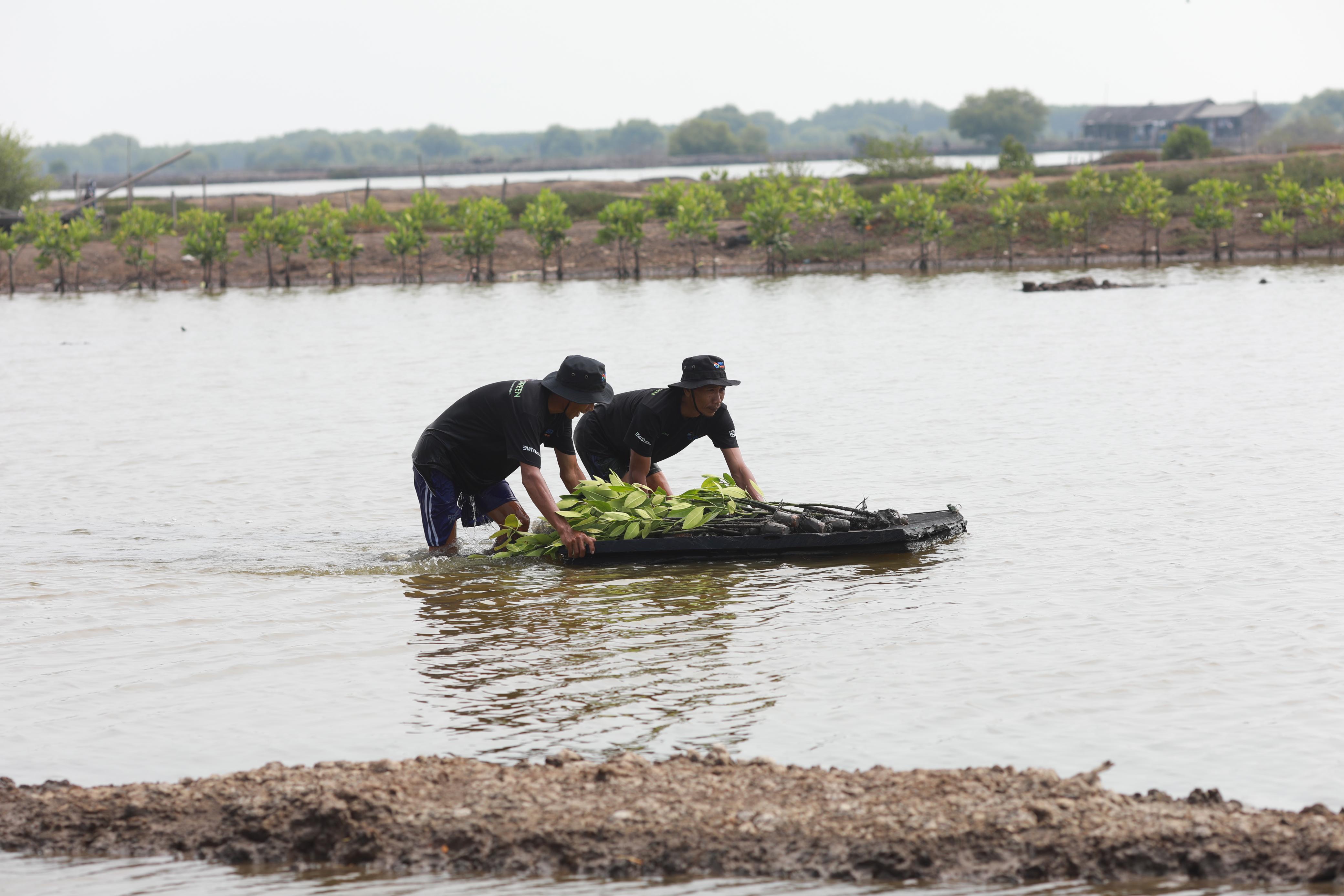 Ilustrasi Penanaman Mangrove