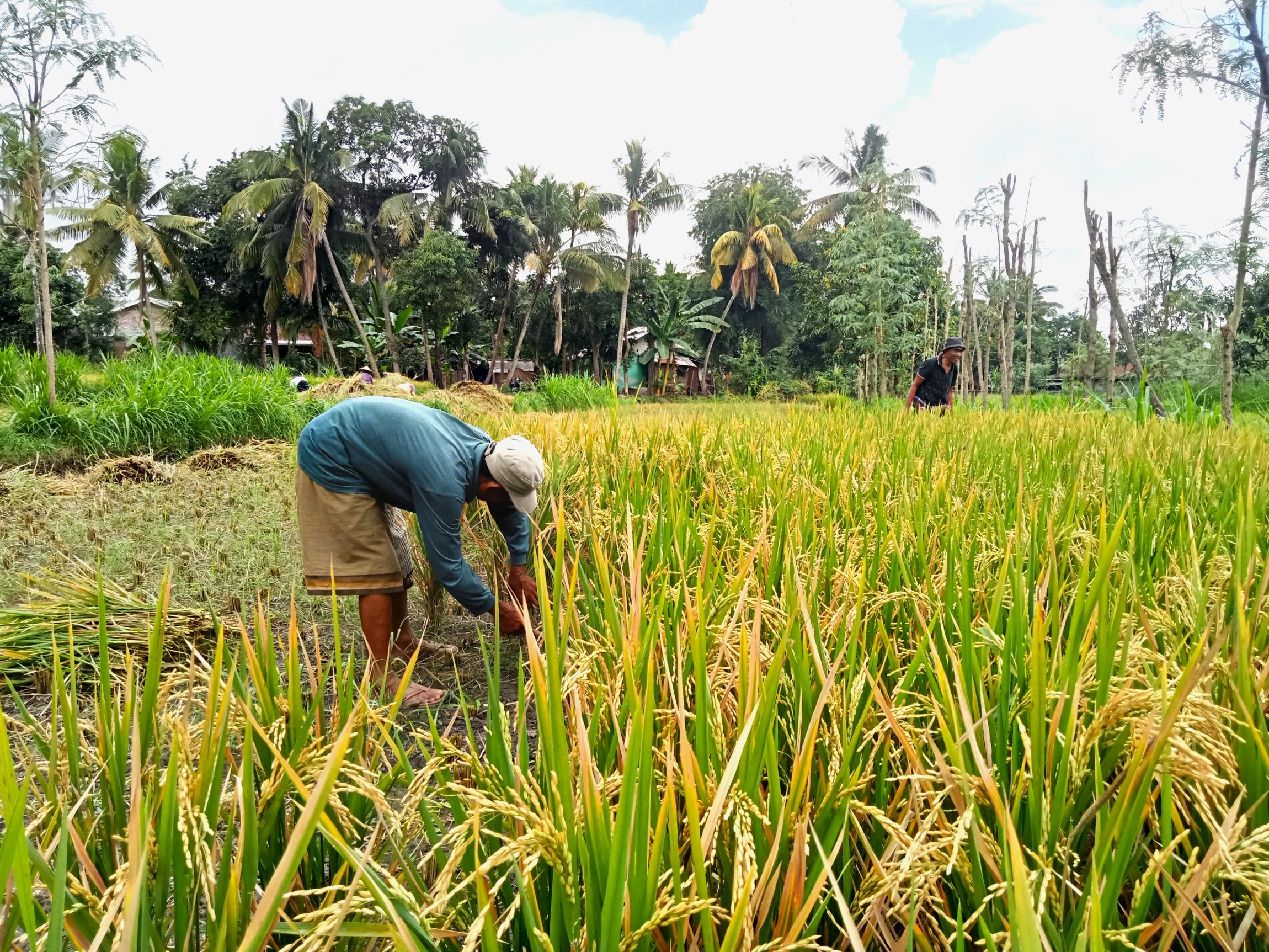 PUNCAK PANEN AGUSTUS: Sejumlah petani sedang memanen hasil padi miliknya di persawahan Desa Gemel, Kecamatan Jonggat, Loteng, Selasa (30/7).(Dewi/Lombok Post)