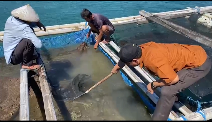TANGKAP: Pembudi daya di kampung Telong-elong Kecamatan Jerowaru, Lombok Timur, saat menangkap lobster di keramba apung, belum lama ini. (SUPARDI/LOMBOK POST)