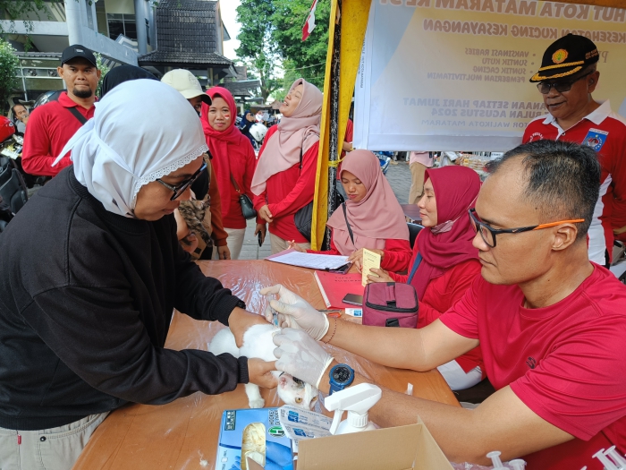 LEKAS SEMBUH: Seekor kucing disuntik oleh tim kesehatan hewan dari Dinas Pertanian, Kota Mataram, Jumat (2/8). (Zad/Lombok Post)