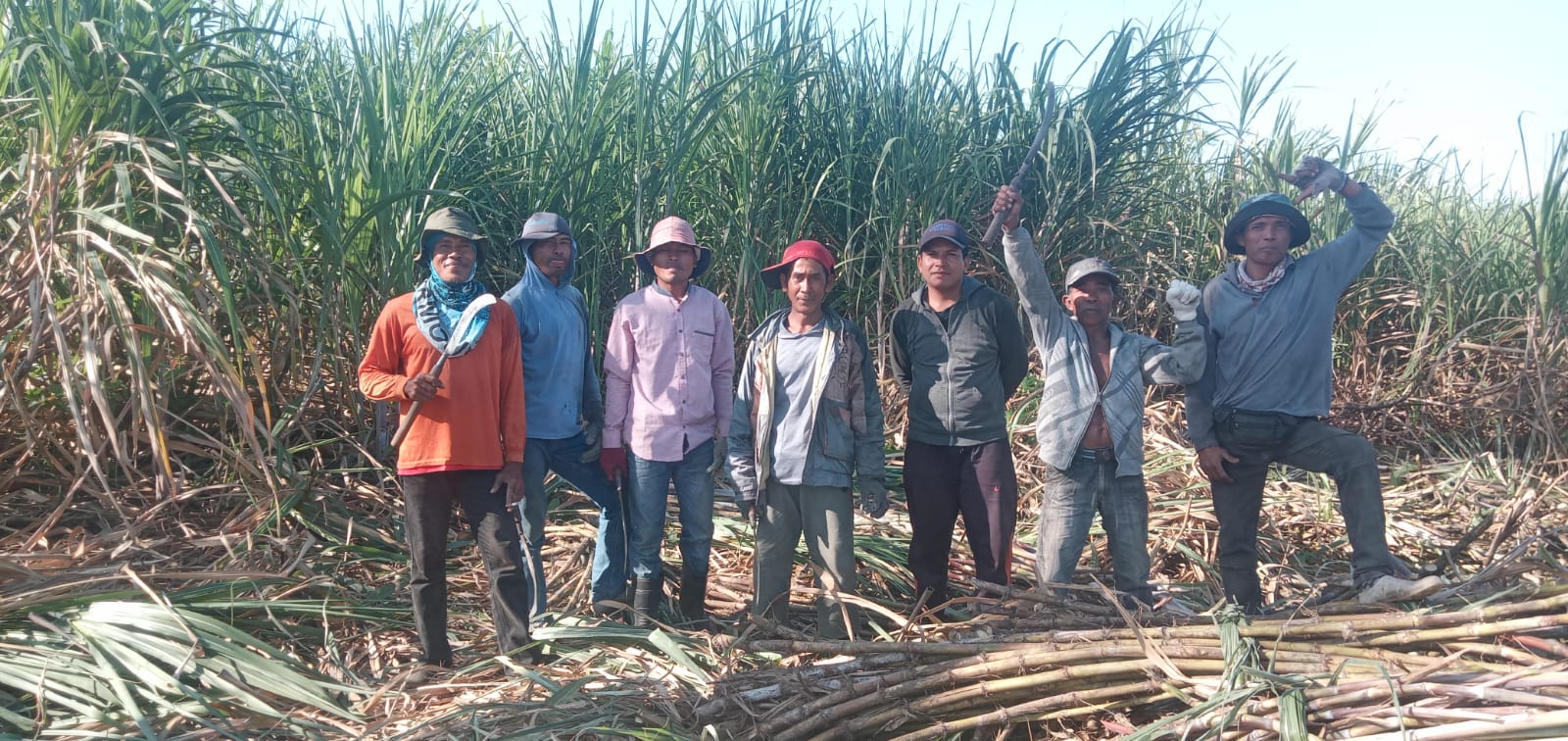 PETIK HASIL: Sejumlah petani tebu di Kecamatan Pekat, Kabupaten Dompu melepas penat dengan berfoto di sela-sela kegiatan memanen tebu di area lahan pertanian mereka. (Istimewa)