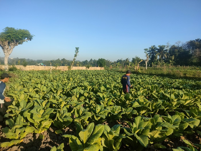 RUSAK: Tanaman tembakau Milik petani yang dirusak orang tidak dikenal di Desa Wakan Kecamatan Jerowaru, Lombok Timur (Lotim) belum lama ini.