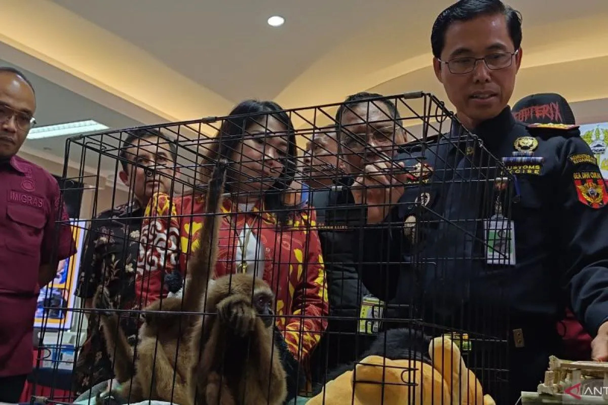 Kepala Bea Cukai Soetta Gatot Sugeng Wibowo menunjukan barang bukti berupa tiga ekor owa jenis siamang dan ungko. (ANTARA/HO-BC Soetta)
