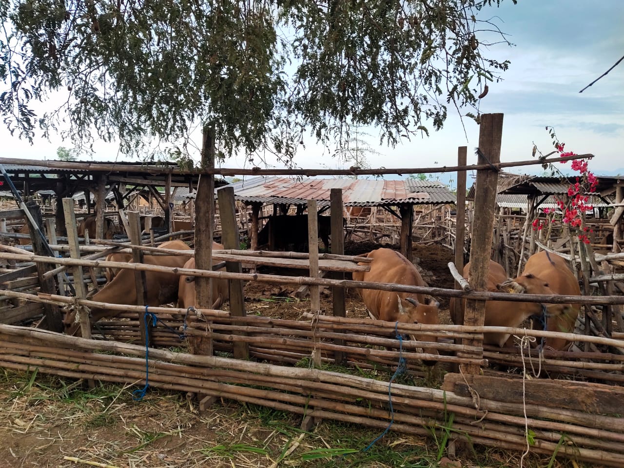 DUKUNG MAKAN BERGIZI: Salah satu kandang peternakan sapi di Loteng. Ke depan, akan ada tempat khusus peternakan sekaligus produksi susu sapi. (Habib/Lombok Post)