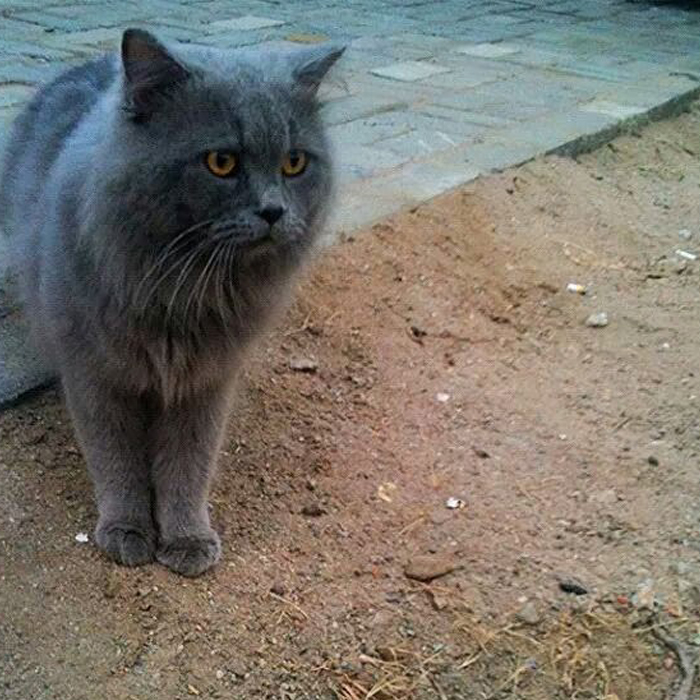 Kucing Anggora (Lombok Post/Alif Anandika Putra)